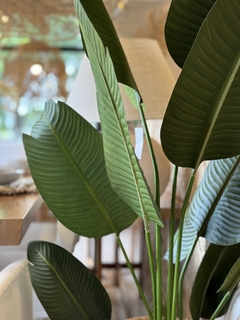PLANTA - JENGIBRE DECO