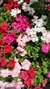 Petunia