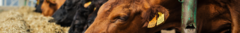 Banner de la categoría Caravanas