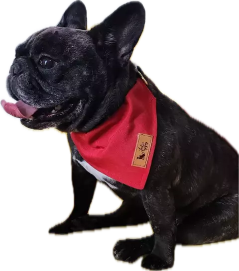 BANDANA AQUAPET C/GUIA - VERMELHO