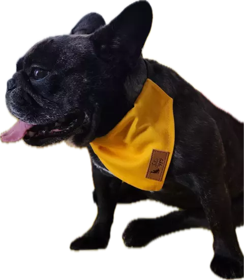 BANDANA AQUAPET C/GUIA - AMARELO