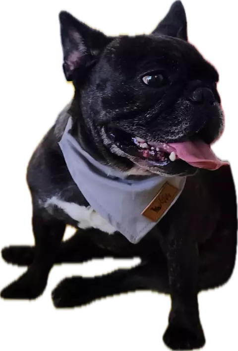 BANDANA AQUAPET C/GUIA - CINZA