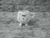 Taza patitas - comprar online