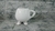 Taza patitas