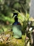 Água Perfumada - Jardim Secreto - comprar online