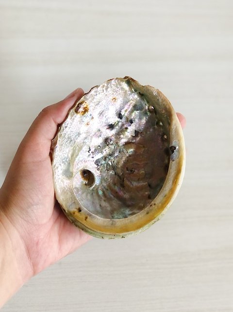 Concha de Abalone G