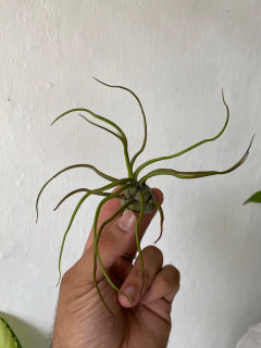 Tillandsia bulbosa
