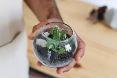 Terrário Aberto Pequeno - comprar online