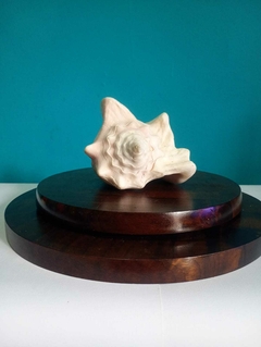 Concha do mar natural - Achados e Encantos