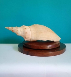 Linda concha do mar natural - loja online