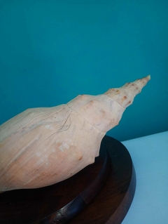 Linda concha do mar natural