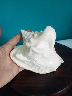 Concha do mar natural - comprar online