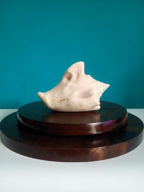 Concha do mar natural