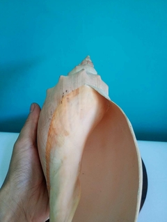 Linda concha do mar natural na internet