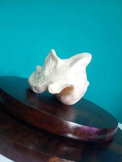 Concha do mar natural - loja online