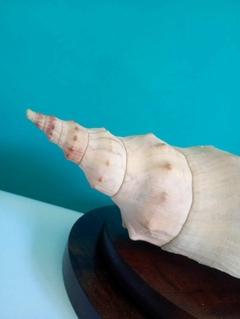 Imagem do Linda concha do mar natural