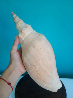 Linda concha do mar natural - comprar online