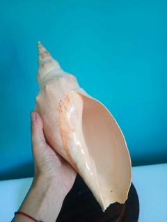 Linda concha do mar natural - Achados e Encantos