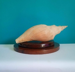 Linda concha do mar natural