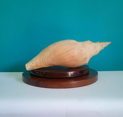 Linda concha do mar natural