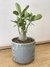 MACETA DE CERÁMICA GREY CUADRO - comprar online