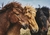 Cuadro Caballos Campo en internet