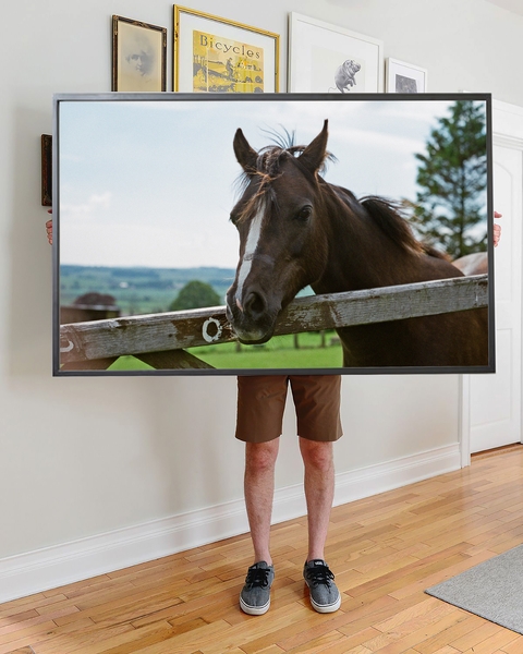 Cuadro Caballo Sir John - comprar online