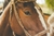 Cuadro Caballo Moro en internet