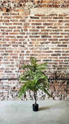 Planta Alsophilia 1.10m