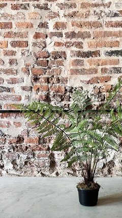 Planta Helecho