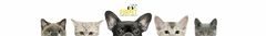 Banner de la categoría Gato