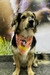 Kit 100 Bandanas M e G Sortidas - Mundo Pet Bandanas