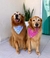Kit 100 Bandanas G e GG Sortidas - Mundo Pet Bandanas