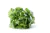 Lechuga Mantecosa "La Choza" x 500 gr