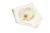 Eternalized orchid, napkin holder - buy online