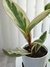 Set Mini Plantín maceta + Pie + Planta - Pack x 2