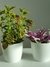Combo Maceta Premium Nro.16 con Tradescantia y Cretona - comprar online