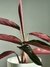 Calathea - comprar online