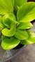 Peperomia Lemon