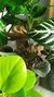 Peperomia Lemon en internet