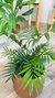 Chamaedorea - DecoPlantin