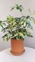 Aralia Variegada+Maceta terracota con plato Nro.14 - comprar online