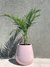 Palmera Areca XL