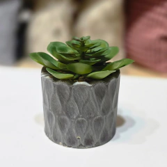 SUCULENTA GRIS - Enamorart