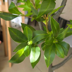 PLANTA 120MT - comprar online