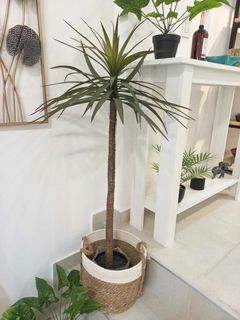 PLANTA PALMERA