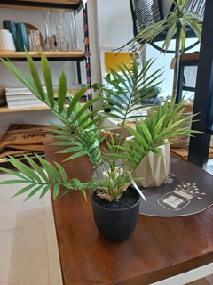 PLANTA PALMERITA