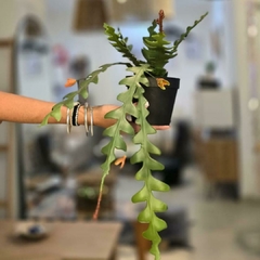 PLANTA ARTIFICIAL 12CM CACTUS ORQUIDEA - comprar online