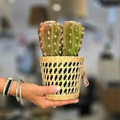 ADORNO CACTUS 17851