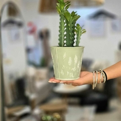 ADORNO CACTUS